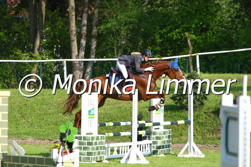 005M3950_Champ of Toscana_Springpferde A.JPG